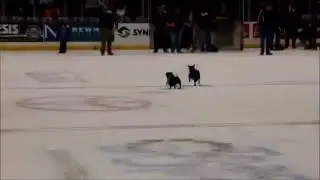 Wiener Dog Nationals
