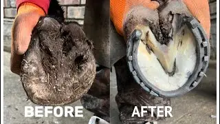 Farrier Full Horse Hoof Restoration | Satisfying ASMR 👍