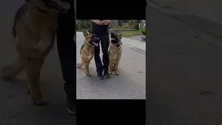 Obedience training that works #dogtraining