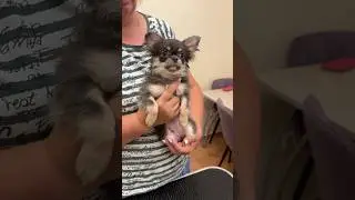 Шикарная девочка чихуахуа   - ✅ Ждет хозяев✅ Без недостатков. Без брака. Красотка - топ! Пишите в ЛС