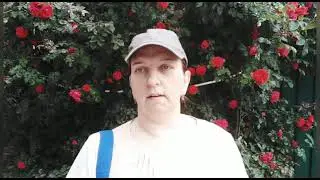 Что это за плодовые деревья встречаются в Крыму? Три дерева с плодами в Гурзуфе.