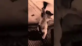 Поведение животных в невесомости
