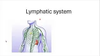 Circulatory system of man. biology