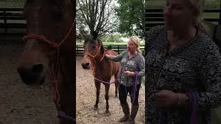 Understanding the Aloof Horse Personality with Yvonne Barteau and HWH Rescue Horse 