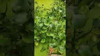 Гиацинты и карпы Кои - симбиотная жизнь☀️🌱