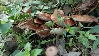 เก็บเห็ดผึ้งขม เห็ดผึ้งยูคา ว่าแม่นหมดแล้วแต่หมานคักอยู่เด้อจ้า