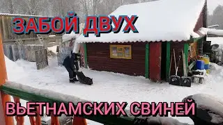 Забой двух вьетнамских свинок.Зарядили инкубатор.