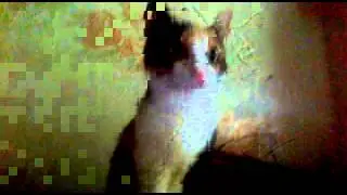 Скажи мяу