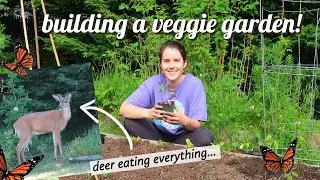 Starting a backyard veggie garden // eco-friendly house vlog #1