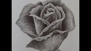 come disegnare una rosa . passo a passo