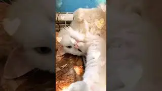 Кот Касян и его любимая батарея 😁
