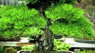 OMIYABONSAI Seikou en
