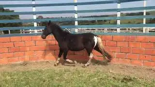 Haras Today - Apresenta Fogo da Today
