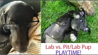 Tes and Shelby:  Dog Playtime