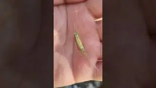 Мини офсетный колючек для микроджига #fishing #рыбалка