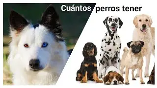 ¿Cuántos perros recomiendo tener? Personas con manadas muy grandes.