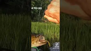 Bigassbass with commentary.  #basslake #bassfishing #spottedbaybass #fishing #sportfishing