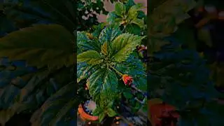 Natural status | Natural video status | nature Vlog #niik_vlogs #nature #relax #shorts