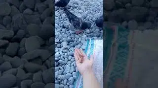 Проверил голубей на полезную еду.