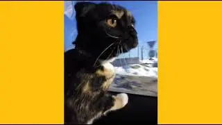 Клип | Кошка Мурка ( Январь 2023)