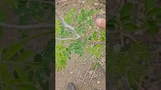 कोंबड्यांना सावली Shadow for Chickens #poultry #layerfarming #chicken