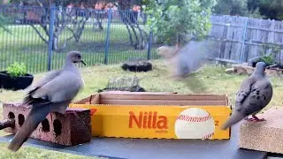 Territorial Mourning Dove Chases Everyone Away
