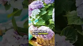 Transforma tu Balcón con Estas 3 Plantas: Cereus, Hortensia, Margarita del Cabo 🌿 | Parte 4