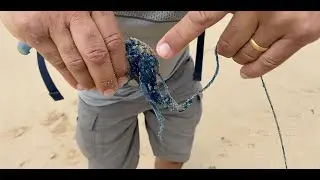 Bluebottle - Man o'War