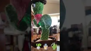 Μηχανικό Κακτάκι Χορεύει & Λέει Ότι Λες