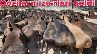 Қузи қучқорлар Дахшатлари келди  