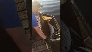 Трофейный амур) #fishing #карпфишинг #трофей #рекомендации