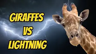 Do giraffes get struck by lightning more often than other animals?