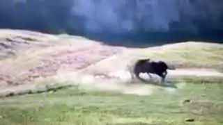 Cyclist and Cow Collide