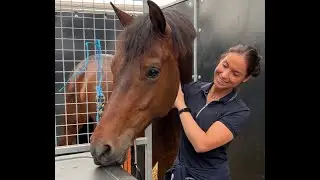 Ik heb een nieuw paard! | Wedstrijd met Luc
