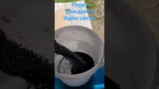 Перко! Сколько сеить на сотку?