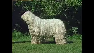 Komondor - AKC Dog breed series