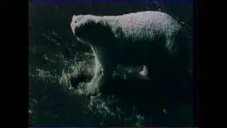 Великолепие природы (1 канал Останкино, 1994) Фрагмент