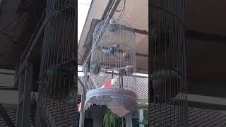 Lovebird memanggil kawan | 