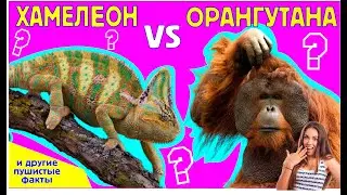 Пушистые факты