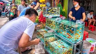 Inside Vietnam’s Oldest Aquarium Fish Market - Aquarium Lovers Must Visit