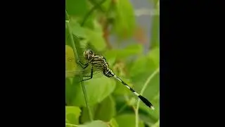 Green Marsh Hawk | Slender Skimmer | Orthetrum Sabina | Dragonfly