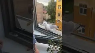 Домашняя чайка :-)