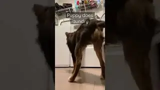 Dog does laundry #puppy #dogtricks