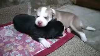 Cute puppies learning to walk | husky puppies walking | baby dog | baby animals cute and funny video