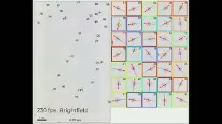 Watching a School of Zebrafish Move in Microscopic 3D