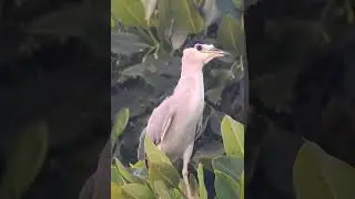 Black-crowned Night Heron | Nycticorax nycticorax