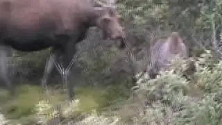Moose at Play