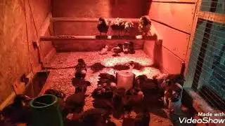 Ролик для покупателей