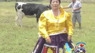 perlita de huanchay-pajarillo de verdes alas