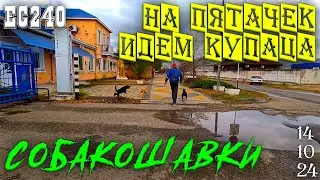Прогулка на Ейскую косу и огромные стаи собак. 14 октября 2024г